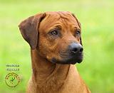 Rhodesian Ridgeback 9M042D-17